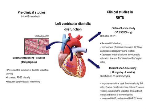 low lv systolic function|severely decreased lv systolic function.